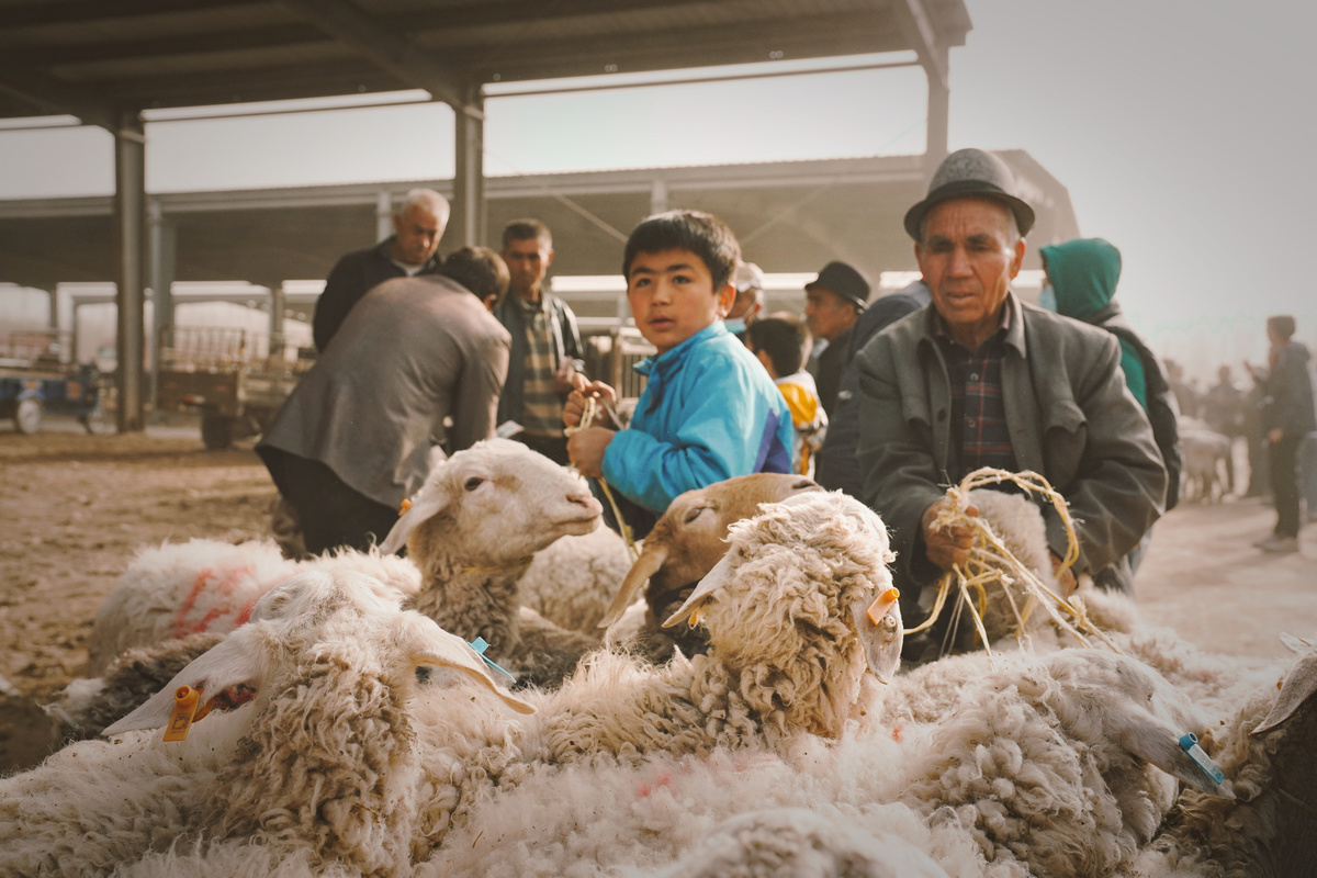 一个男子和一个年轻男孩站在一群正在被剪羊毛的羊旁边。