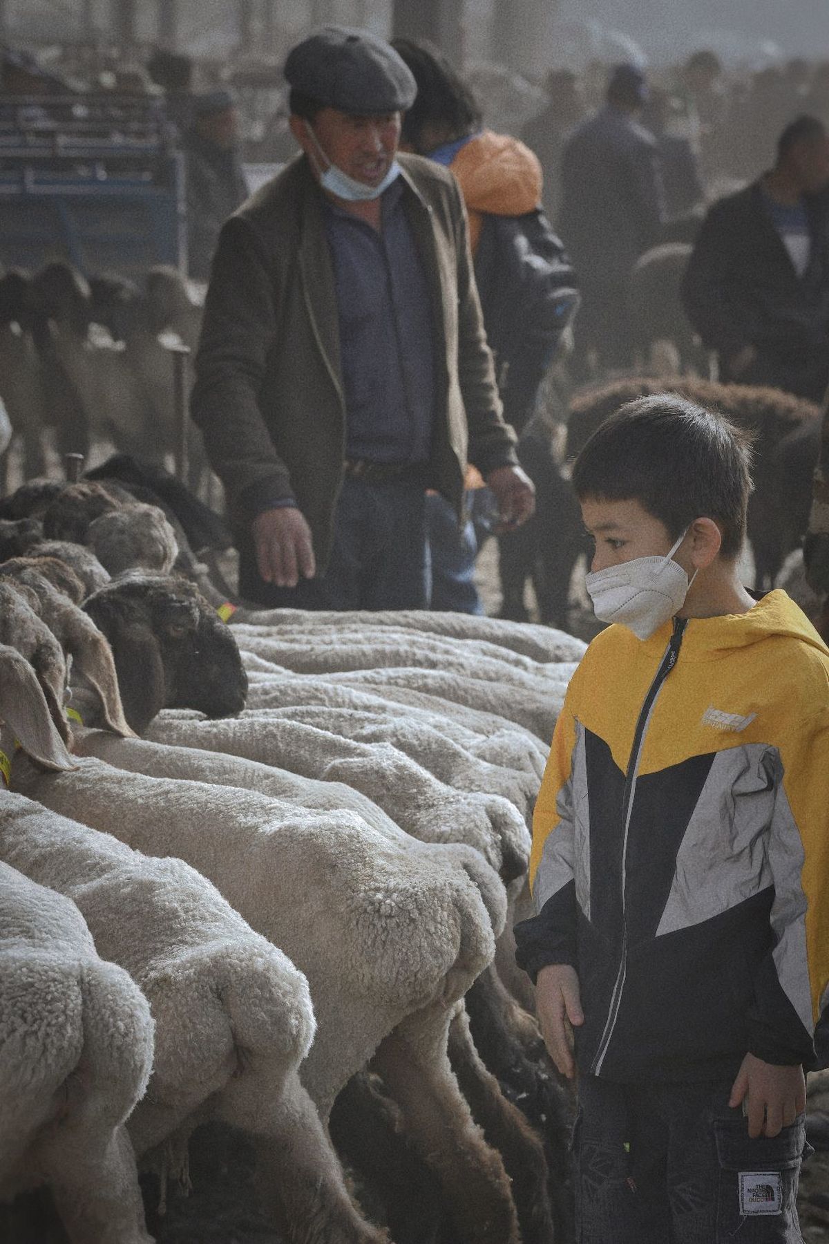 一个戴有防护面罩的年轻男孩站在一群羊中间 人们在一旁观看。