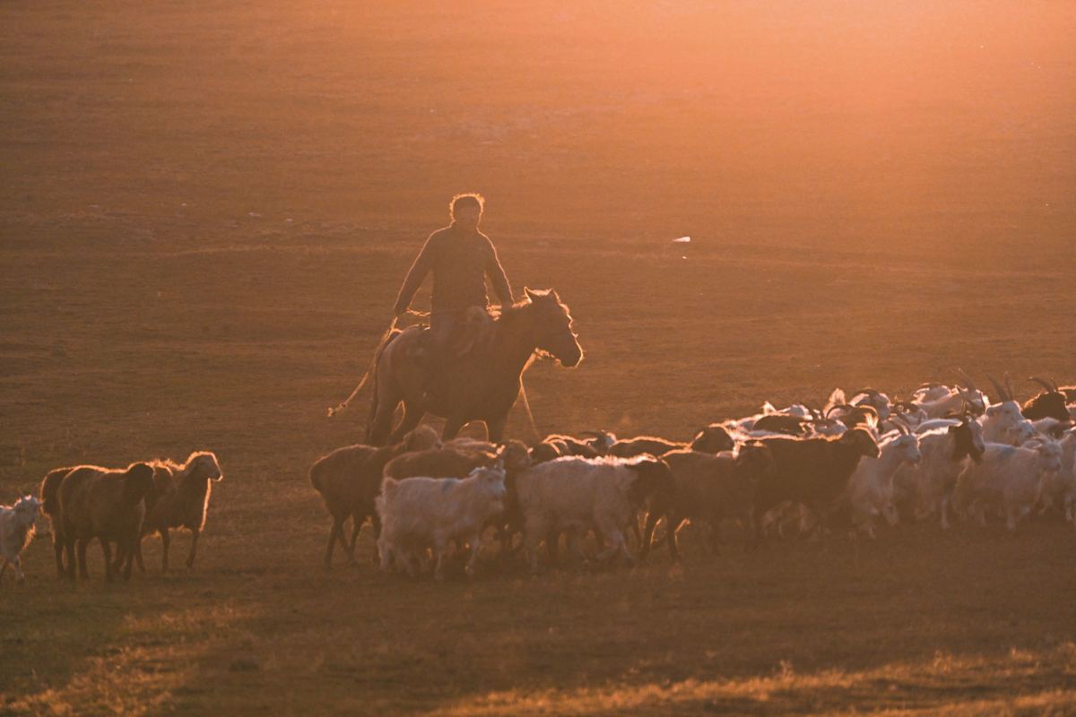 一位男子骑着马在日落时分驱赶一大群动物在田野中。