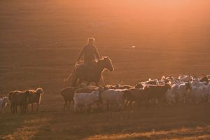 一位男子骑着马在日落时分驱赶一大群动物在田野中。