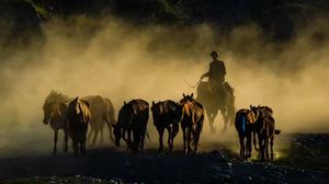 一个骑马的男子穿越麦田 在尘土中驱赶牛群。