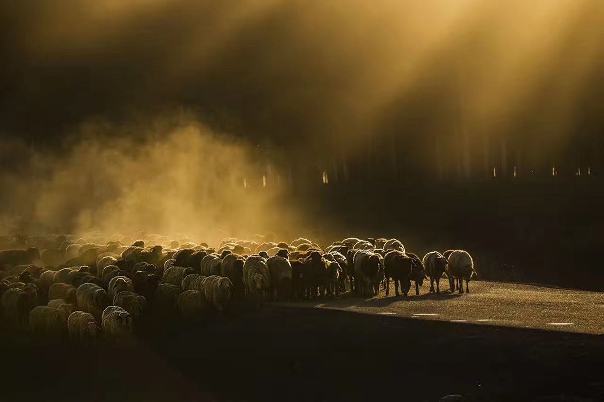 一群羊在夜晚沿着一条黑暗的道路走