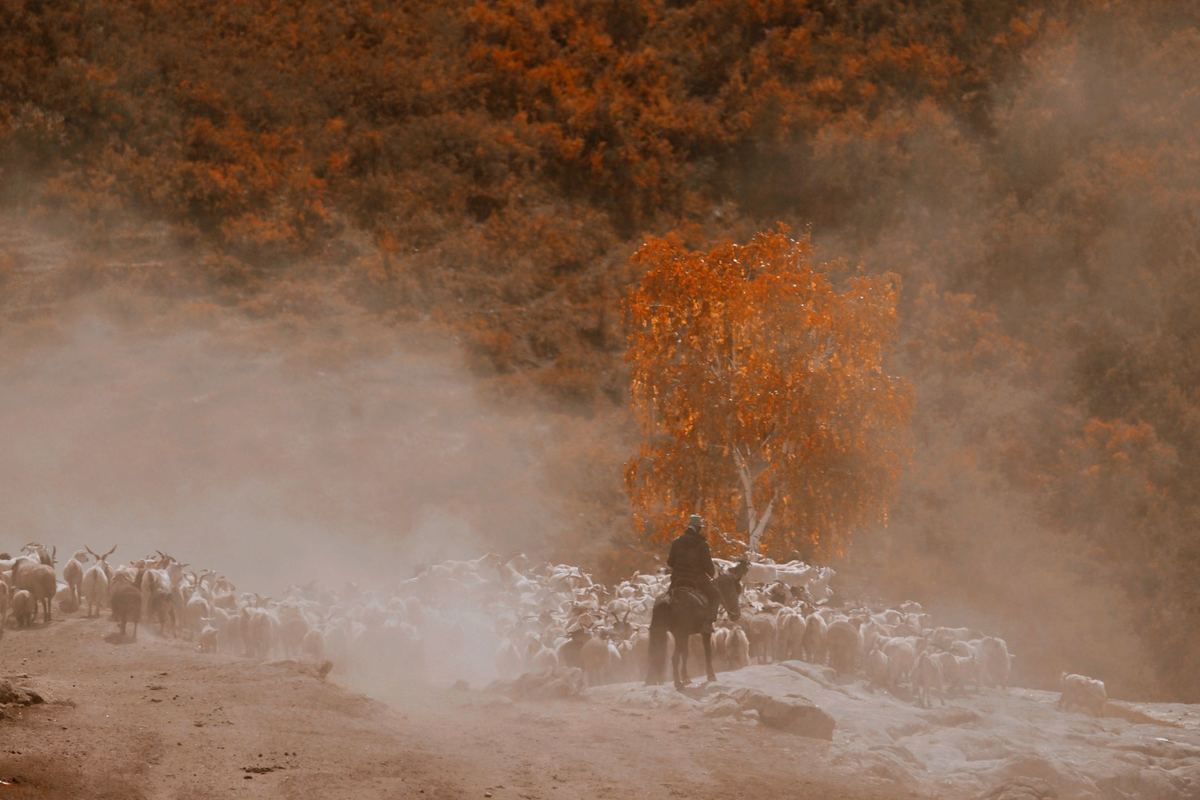 站在一群羊旁边 马匹在背景中 有树木