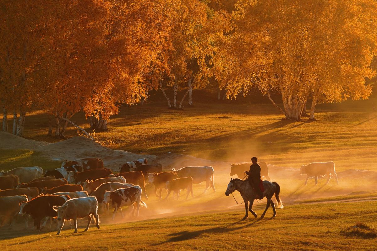 一个骑马的男子在夕阳下穿越一个田野 前景是一群牛或羊 背景是树木。