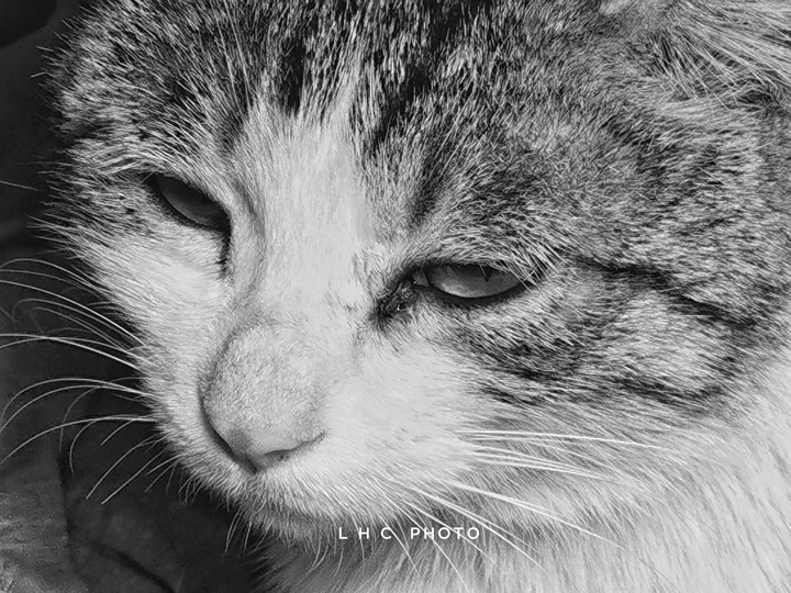 忧郁的猫