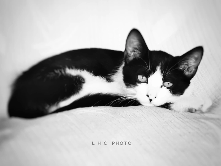 流浪猫