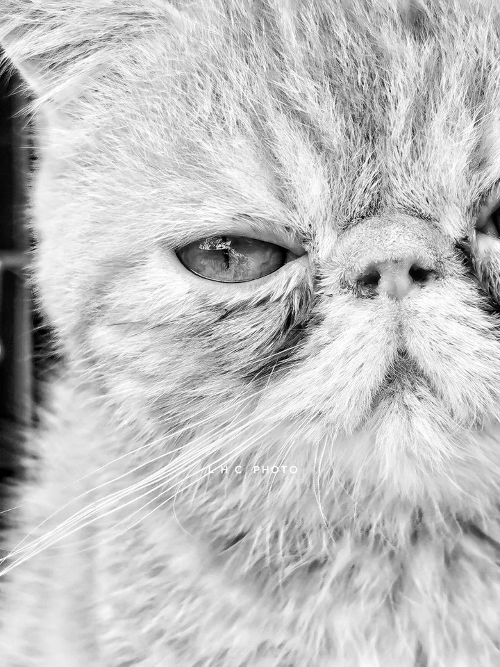 短鼻猫