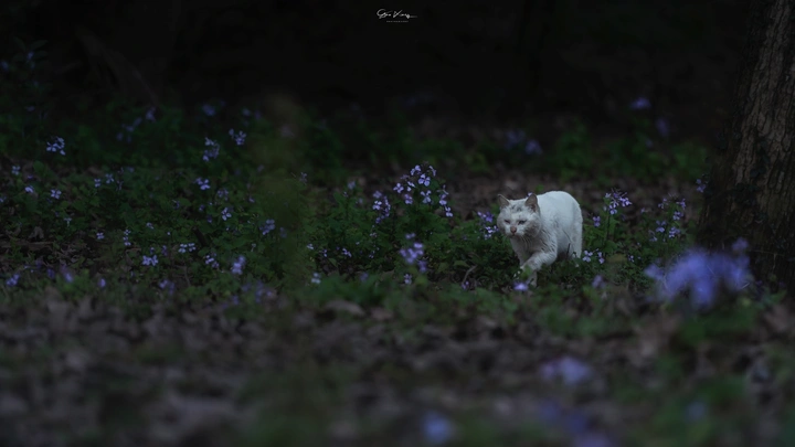 二月兰•小白虎