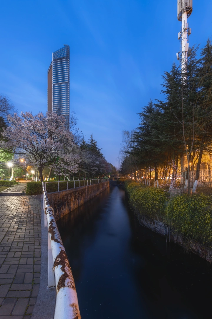 Blue Hour•Sakura