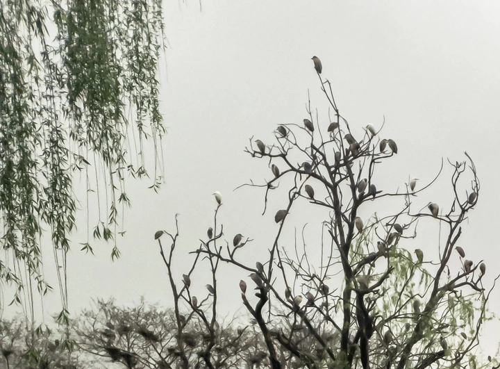 一树鸟