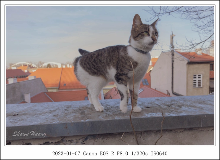 站在屋顶上的猫 旁边是建筑物