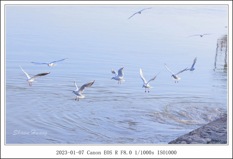 一群鸟儿在水面飞翔