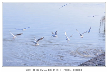 一群鸟儿在水面飞翔