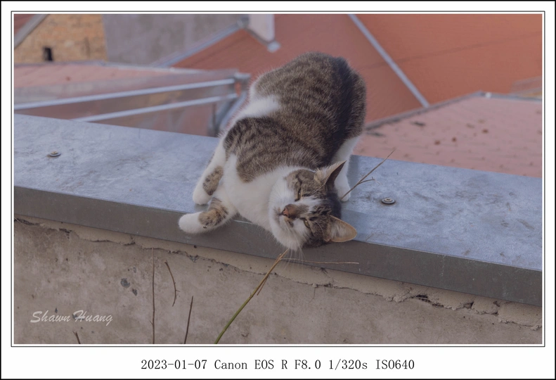 一只坐在屋顶上 嘴里叼着东西的猫