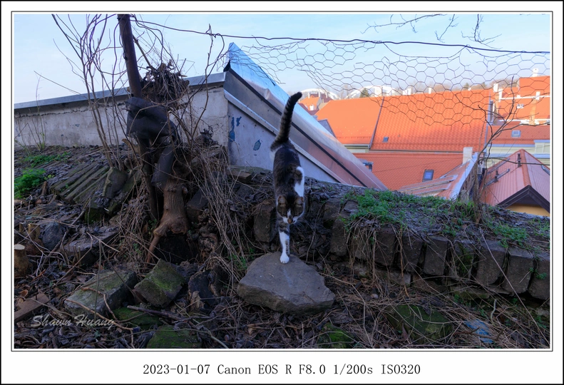 一只黑白相间的猫站在一堆岩石的顶部