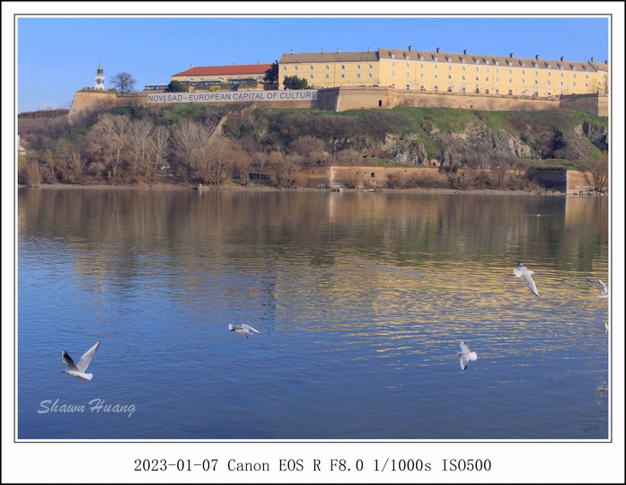 鸟类在背景中的城堡上空飞翔