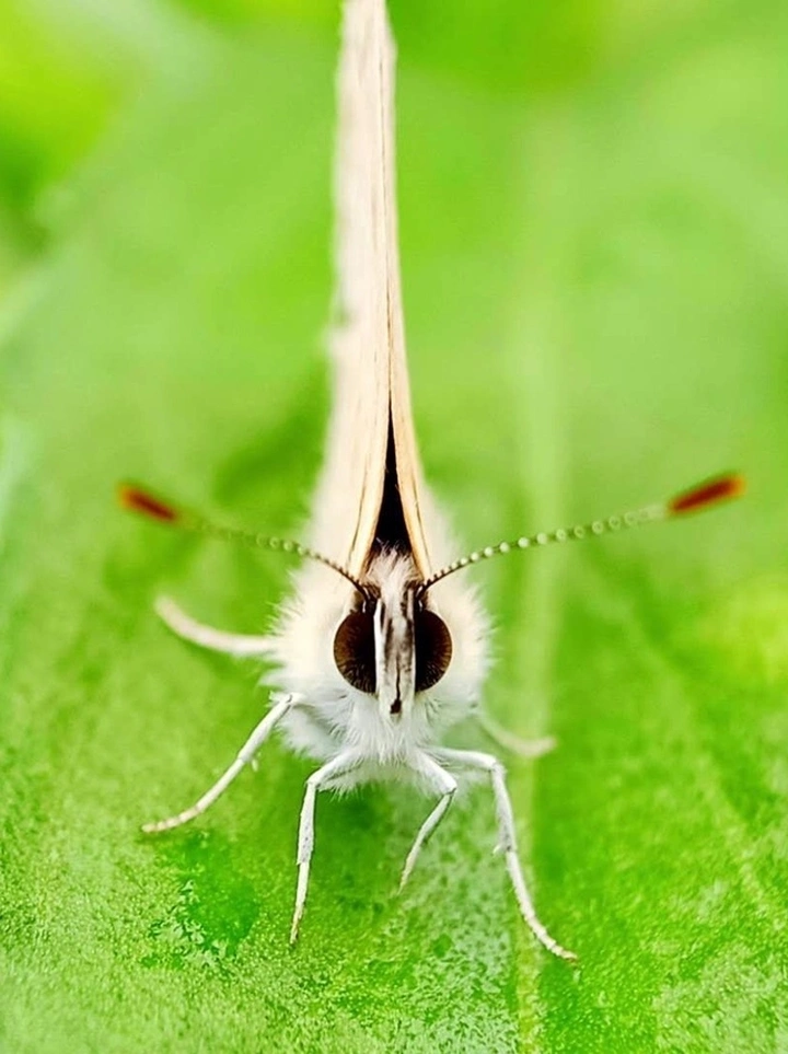 虫虫出镜