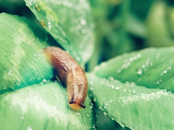 虫虫出镜