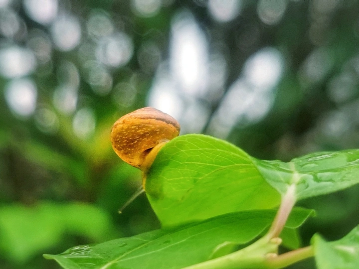 雨水季节