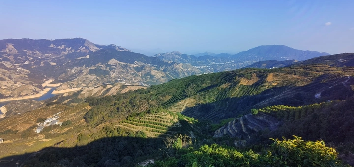 美丽的凤凰茶基地