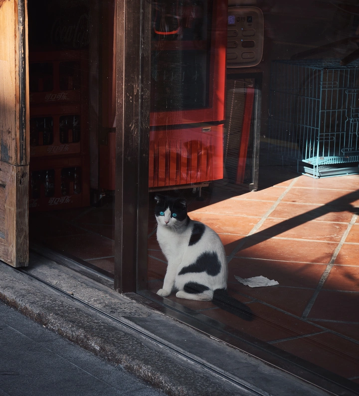 街拍猫