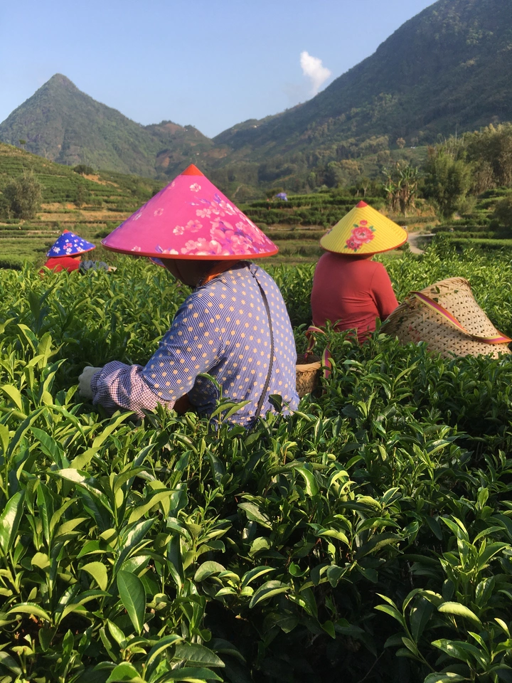 妈妈牌照片