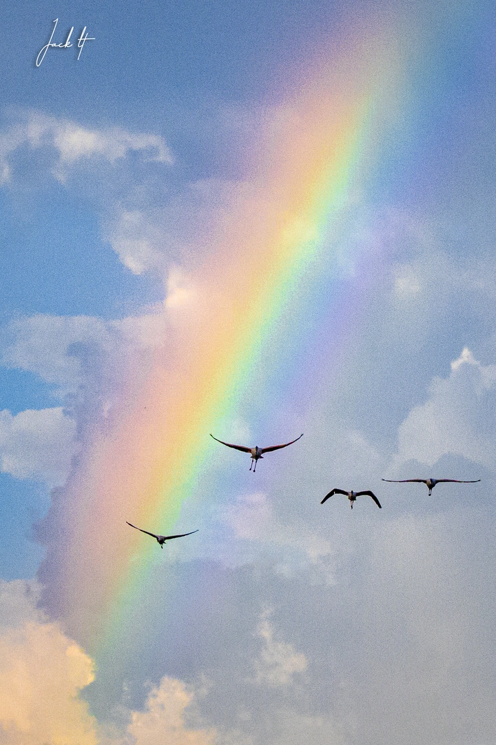 晴空、彩虹、火烈鸟