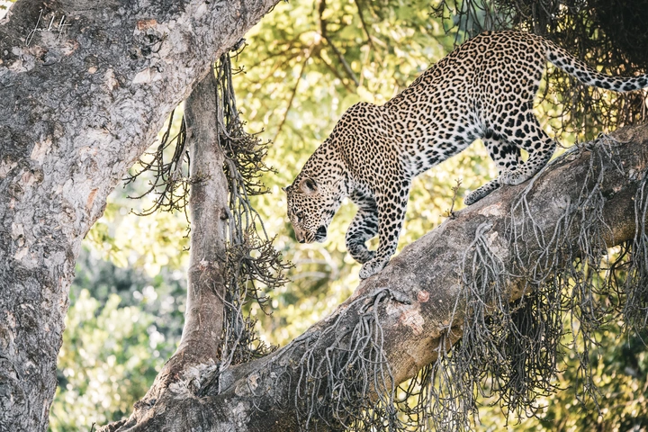 下树还是🐆豹
