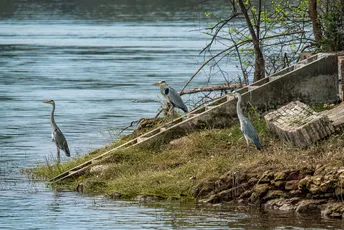 一只蓝鹤栖息在湖泊岸边的一片水体上 靠近一只停在湖岸边的船。