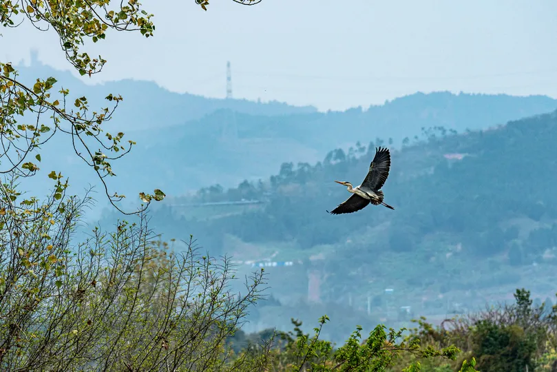 树覆盖的山丘上有一只大鸟飞翔。