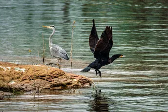 几只展开翅膀站立在岩石上的大型水域附近的黑鸟