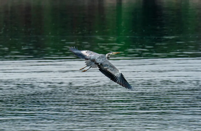 一只蓝鹤在一片大型水域上飞翔