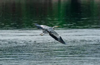 一只蓝鹤在一片大型水域上飞翔