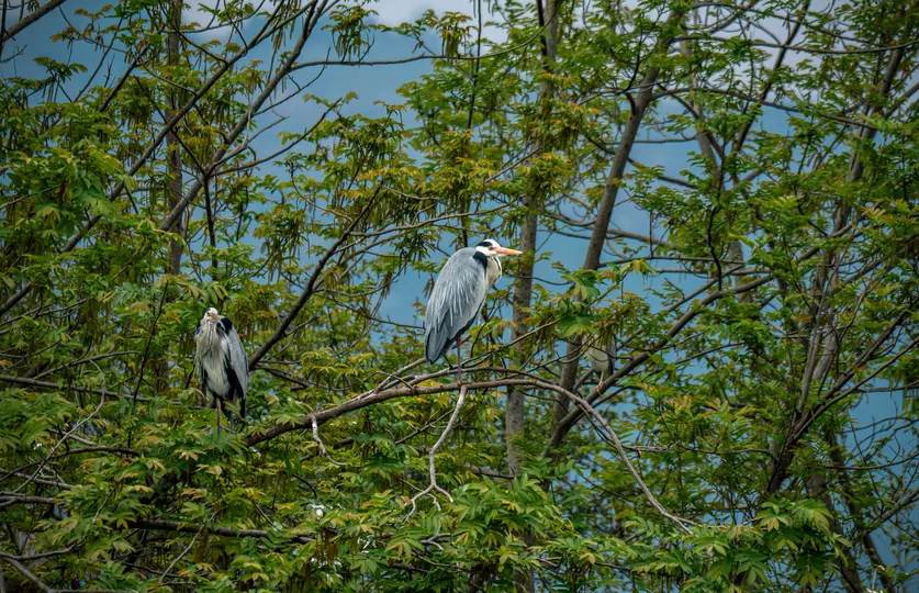 一只蓝鹤坐在树的分枝上 另一只鸟站在背景中。