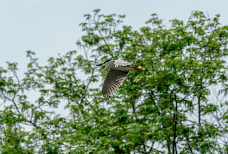 一只在飞翔的大型鸟类 背景中有树木。