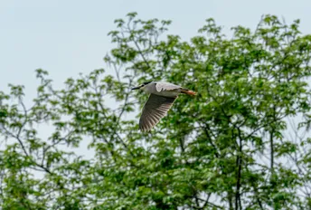 一只在飞翔的大型鸟类 背景中有树木。