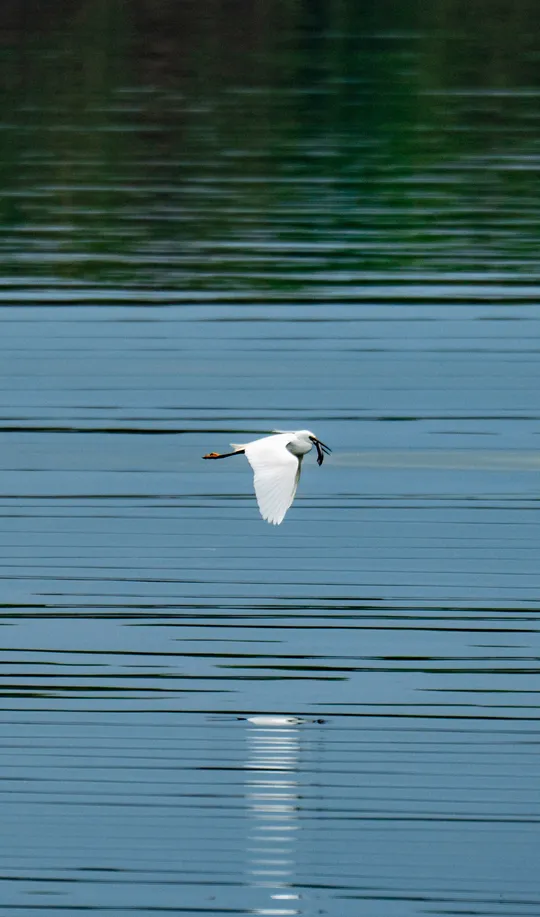 一只白色的天鹅在一片广阔的蓝色水域上飞翔