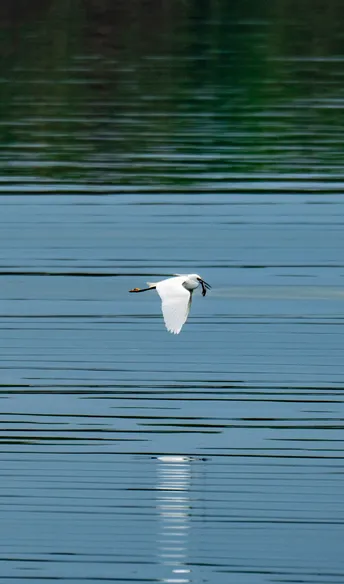 一只白色的天鹅在一片广阔的蓝色水域上飞翔