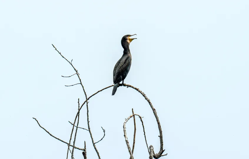 一只黑鸟栖息在光秃秃的树枝顶端