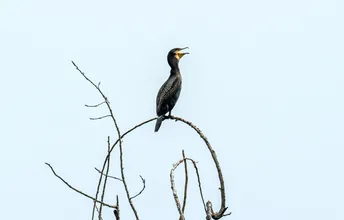 一只黑鸟栖息在光秃秃的树枝顶端
