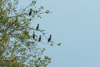 一群黑鸟坐在树的分枝上 背景是天空