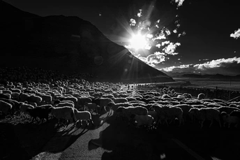 一张黑白照片 展示了一群羊在草地上吃草 背景是山脉。