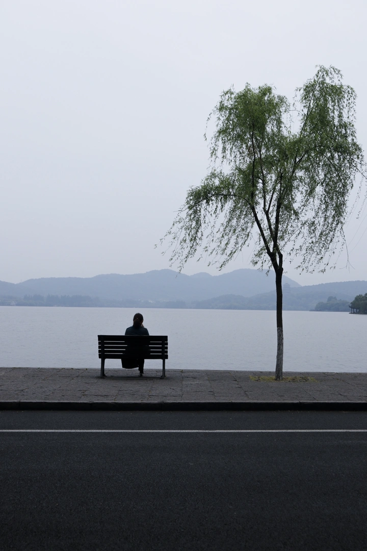 西湖边的一棵树