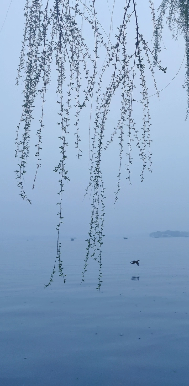 西湖垂柳
