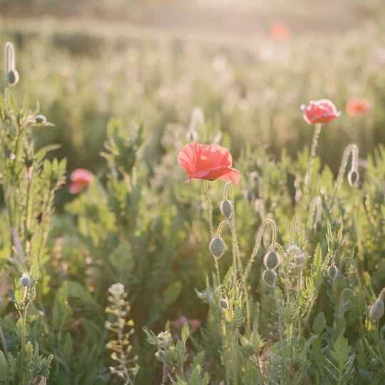 野花盛开在阳光下