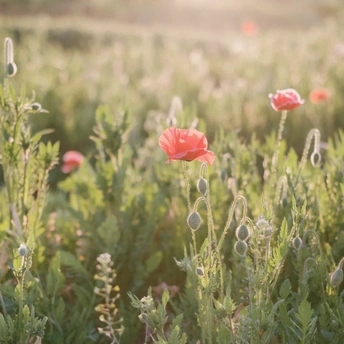 野花盛开在阳光下