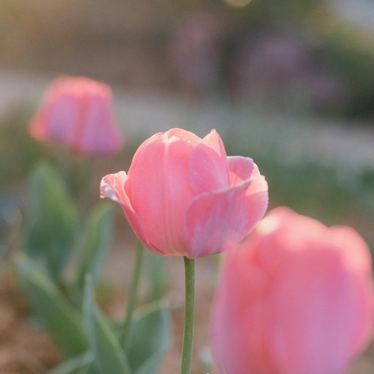一朵粉红色的郁金香在花床上