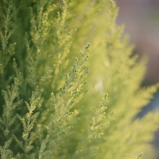 花园中的一棵绿植特写