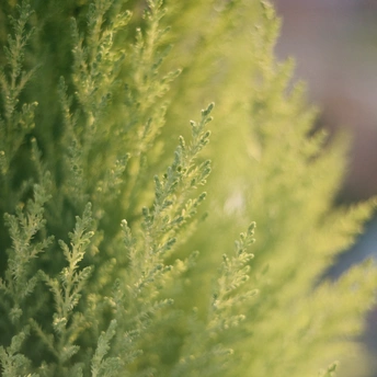 花园中的一棵绿植特写