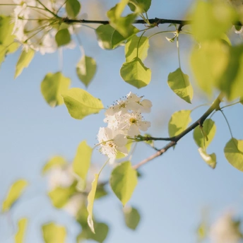 一棵开满白色花朵的树枝 在晴朗的蓝色天空中。